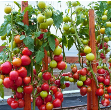 Насіння томату Фауст F1 50 насінин