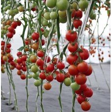 Насіння томату Маргоша F1 50 насінин