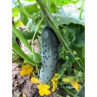 Насіння огірка Фінал F1 10 насінин