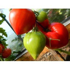 Насіння томату Фатер Рейн 30 насінин