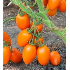 Насіння томату Фелікс F1 500 насінин