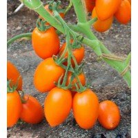 Насіння томату Фелікс F1 50 насінин