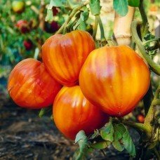 Насіння томату Биче серце "біколор" 15 насінин