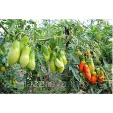 Насіння томату Французький гроновий 30 насінин