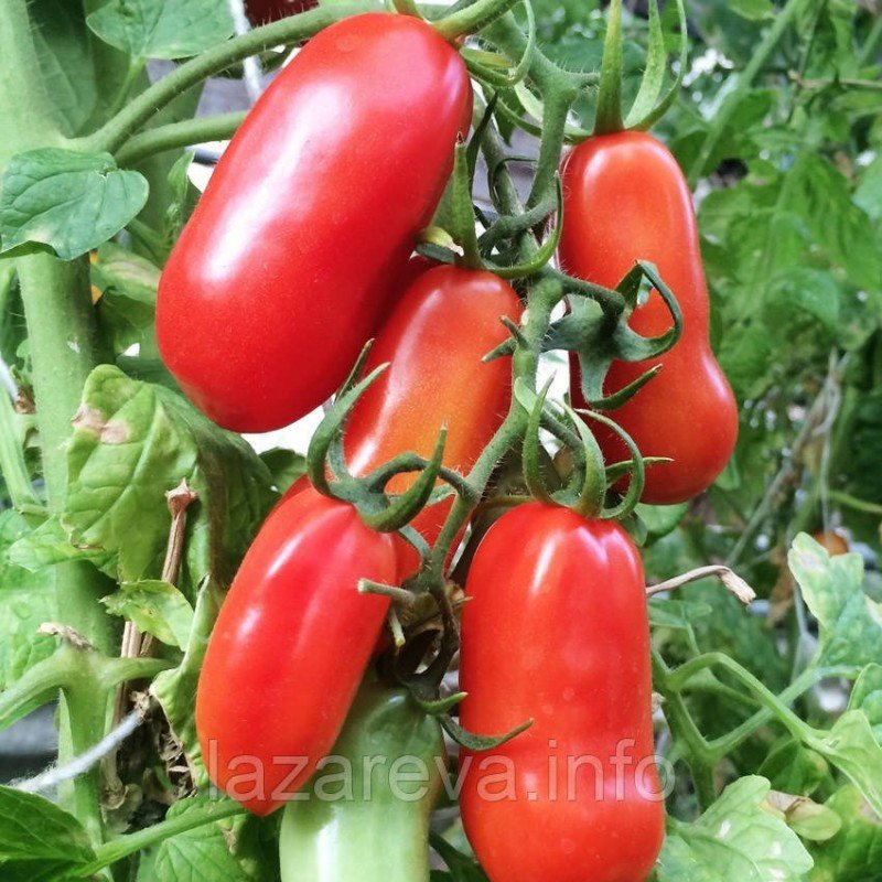 Насіння томату Французький гроновий 30 насінин Насіння томату Французький гроновий 30 насінин