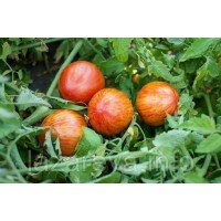 Семена томата Болгарский жемчуг 30 сем Семена томата Болгарский жемчуг 30 сем