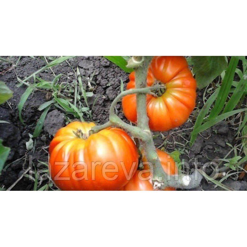 Насіння томату Геллон 30 нас Насіння томату Геллон 30 нас