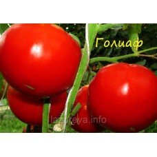 Насіння томату Голіаф 30 нас