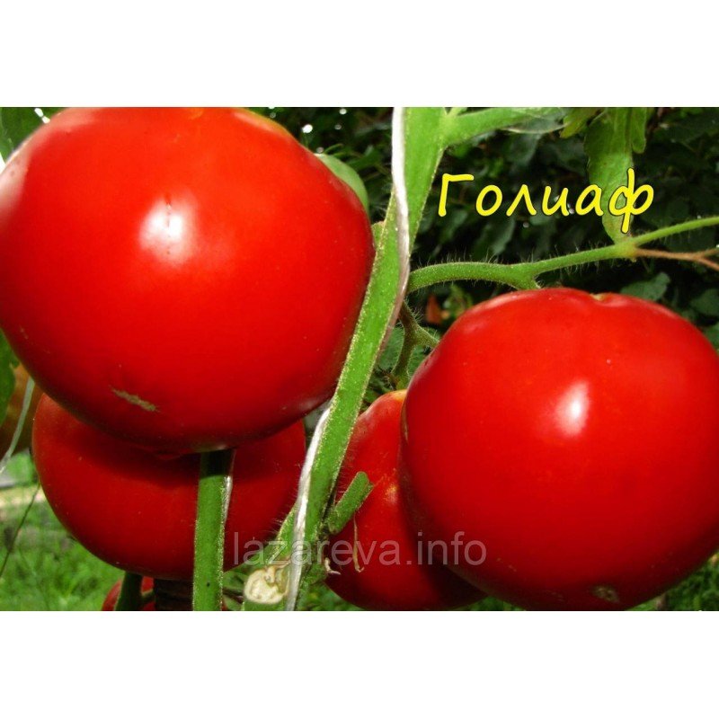 Насіння томату Голіаф 30 нас Насіння томату Голіаф 30 нас