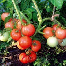 Насіння томату Загадка (Молдова) 30 нас