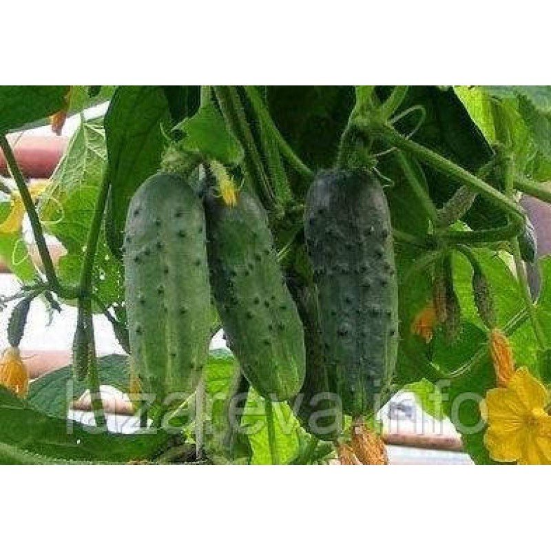 Насіння огірка Шах F1 10 нас
