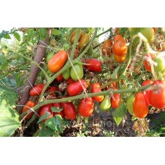 Семена томата Засолочный деликатес 15 семян Семена томата Засолочный деликатес 15 семян