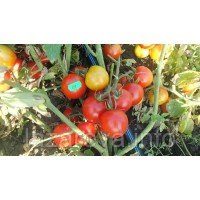 Насіння томату Кобзар 30 нас Насіння томату Кобзар 30 нас