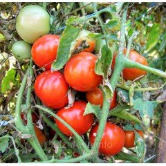 Семена томата Любка 15 семян Семена томата Любка 15 семян