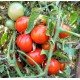 Насіння томату Любка  15 насінин Насіння томату Любка  15 насінин