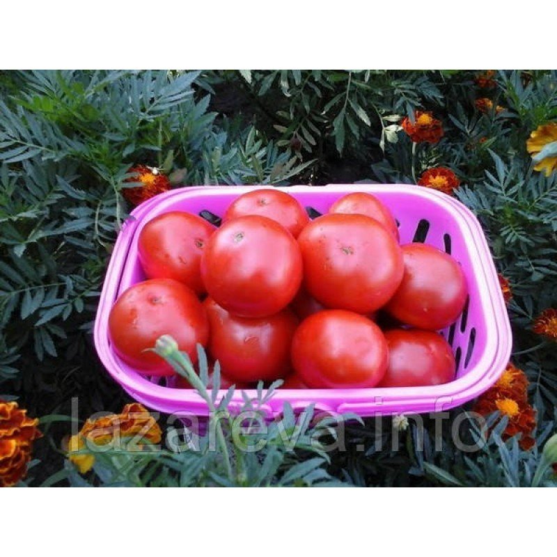 Насіння томату Любка  15 насінин Насіння томату Любка  15 насінин