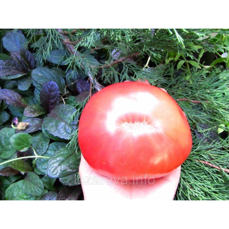 Насіння томату Велика Ведмедиця 30 нас Насіння томату Велика Ведмедиця 30 нас