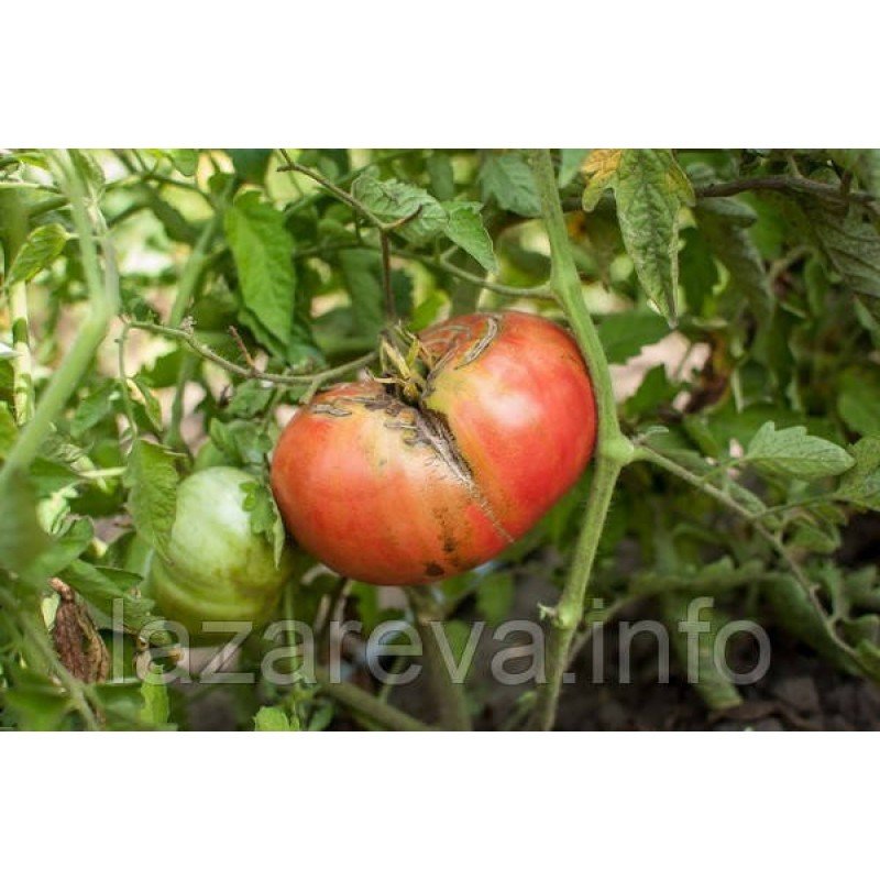 Насіння томату Винний болгарський велетень 30 нас Насіння томату Винний болгарський велетень 30 нас