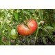 Насіння томату Винний болгарський велетень 30 нас Насіння томату Винний болгарський велетень 30 нас