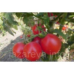 Семена томата Зинуля 30 семян Семена томата Зинуля 30 семян