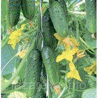 Насіння огірка Супергерой F1 10 шт Насіння огірка Супергерой F1 10 шт