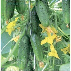 Насіння огірка Супергерой F1 10 шт