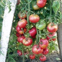 Насіння томату Корніївський 30 нас