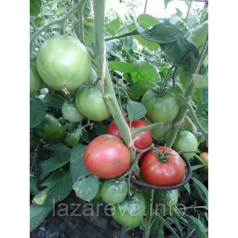 Семена томата Малиновый ожаровский 30 сем Семена томата Малиновый ожаровский 30 сем