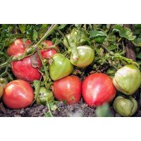 Насіння томату Мілорд 15 насінин Насіння томату Мілорд 15 насінин