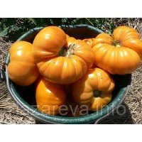 Амана оранжевая "Amana Orange" 15 семян