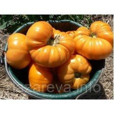 Амана помаранчева "Amana Orange" 15 насінин