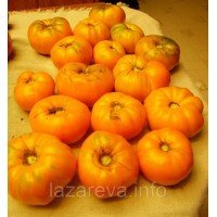 Насіння томату Доктор Віче 30 наc