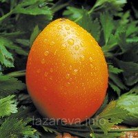 Насіння томату Динний 15 шт Насіння томату Динний 15 шт