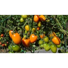 Насіння томату Золоте руно 30 нас