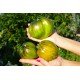 Семена томата Алискино Сердце 5 семян
