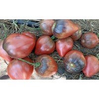 Насіння томату Вишневий сироп (Cherry Syrup) 5 насінин