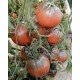 Семена томата Вишнёвый сироп (Cherry Syrup) 5 семян