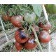 Семена томата Вишнёвый сироп (Cherry Syrup) 5 семян