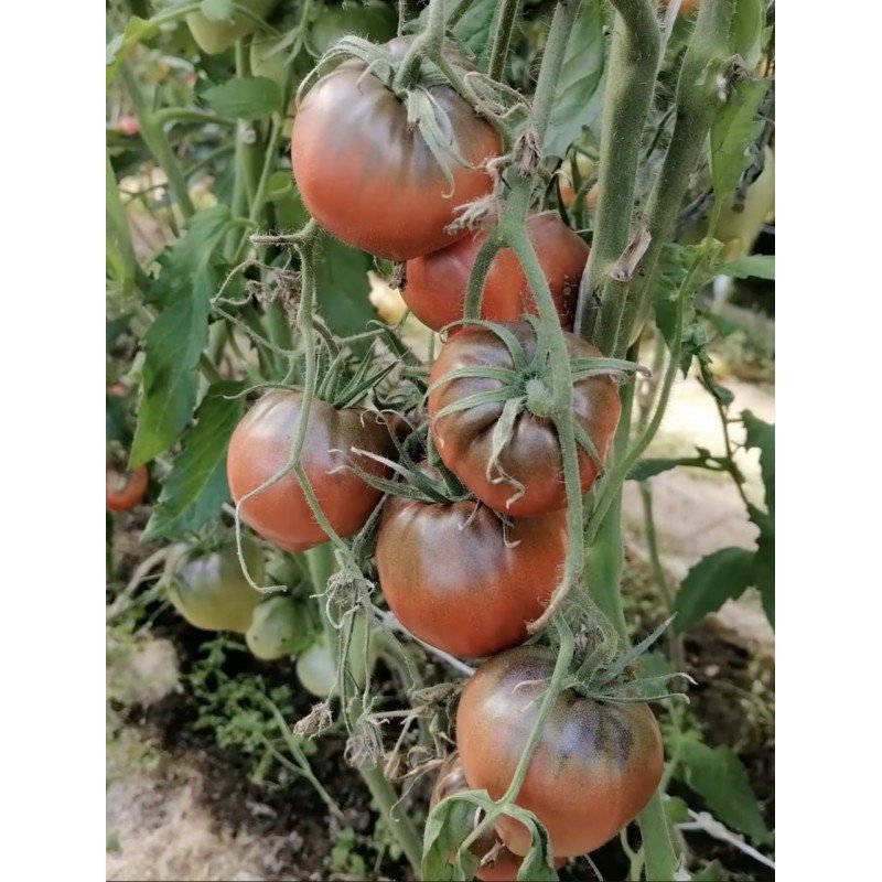 Семена томата Вишнёвый сироп (Cherry Syrup) 5 семян