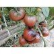 Семена томата Вишнёвый сироп (Cherry Syrup) 5 семян