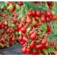 Семена мелкоплодного черри томата Монпансье 30 семян