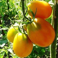 Насіння середньоплідного томату Де-барао жовтий 30 насінин