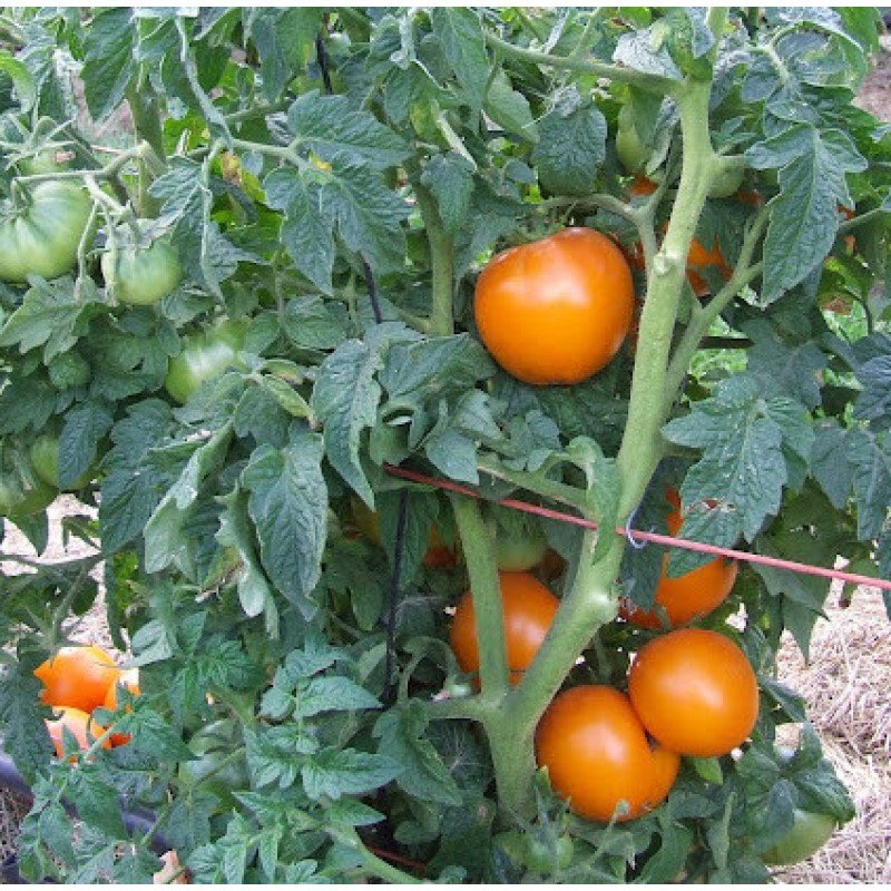 Семена помидора Карлик Оранжевая гордость (Dwarf Orange Pride) 50 семян