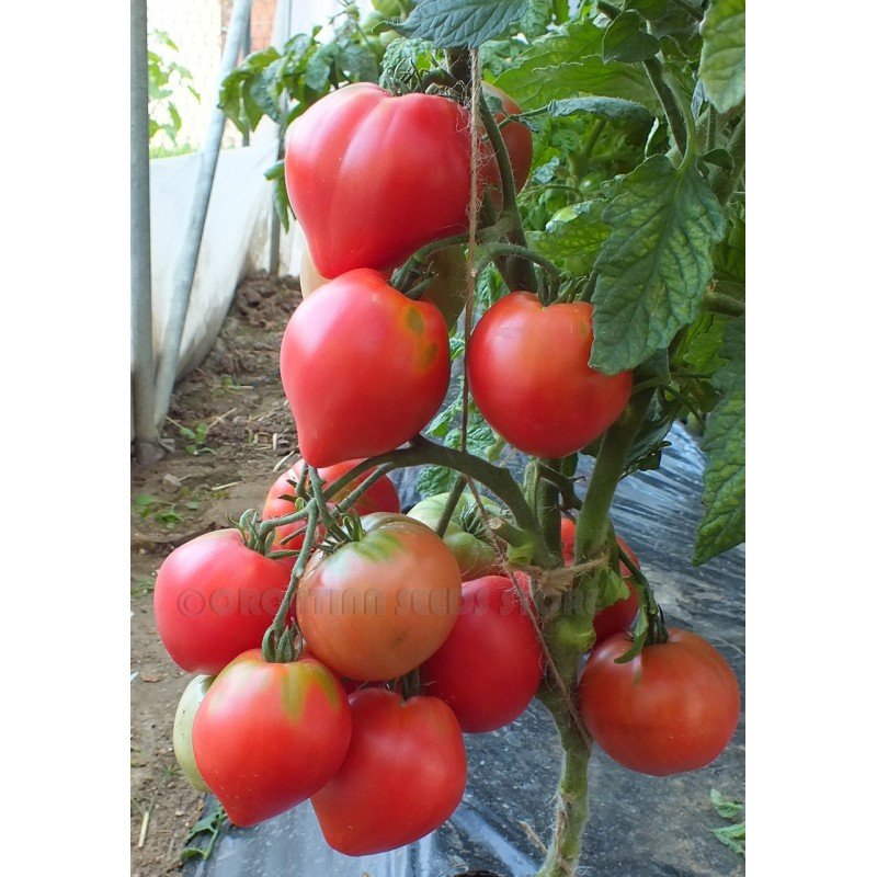 Семена помидора Карлик Розовая страсть (Dwarf Pink Passion) 50 семян