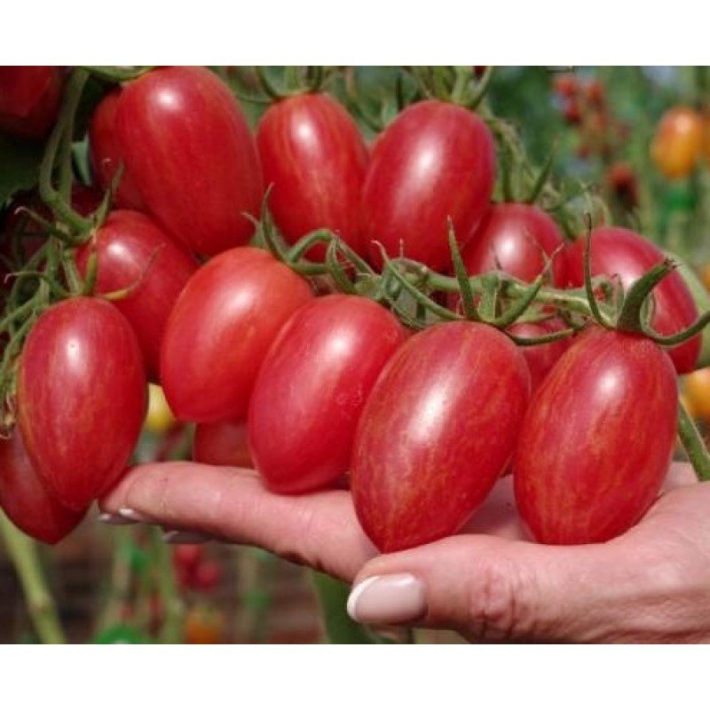 Семена томата Пикник F1 500 семян