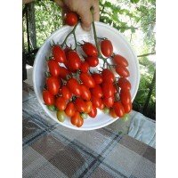 Семена мелкоплодного черри томата Сингапур 30 семян