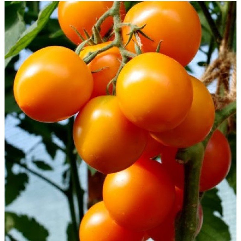 Насіння томату Янтарна капля F1 500 насінин