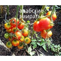 Семена среднеплодного томата Арабские Эмираты 30 семян