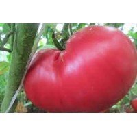 Семена крупноплодного салатного томата Малиновый гигант 15 семян