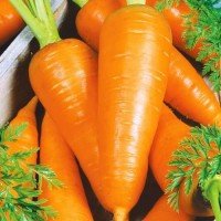 Семена моркови Шантане Роял 10 г